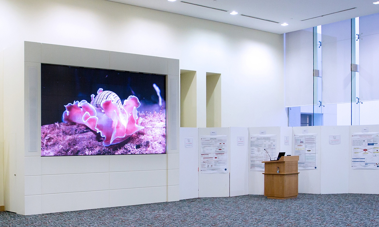 prysm-video-wall-at-qatar-university.jpg